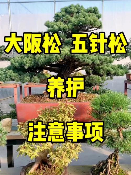 大阪松怎么养(大阪松怎么养才能开花)-第2张图片-花花知道网 大阪松怎么养(大阪松怎么养才能开花)-第2张图片-花花知道网