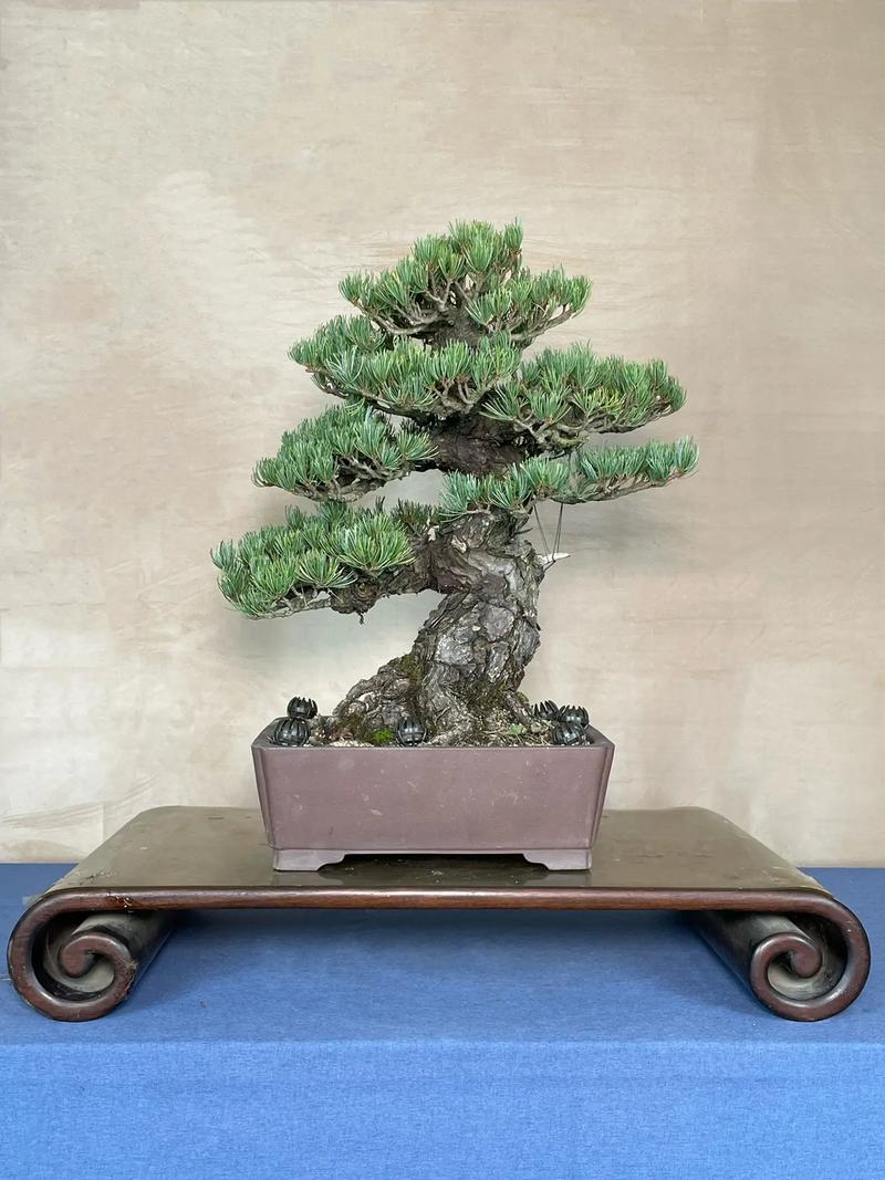 大阪松怎么养(大阪松怎么养才能开花)-第3张图片-花花知道网 大阪松怎么养(大阪松怎么养才能开花)-第3张图片-花花知道网