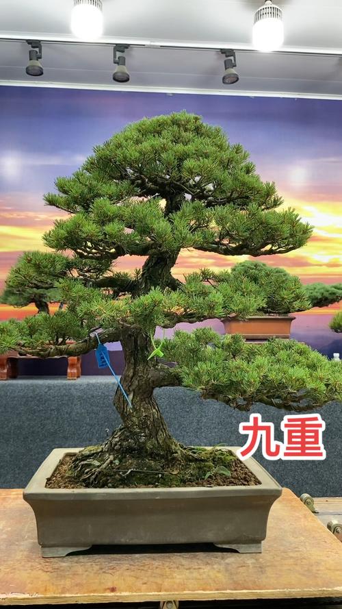 大阪松怎么养(大阪松怎么养才能开花)-第4张图片-花花知道网 大阪松怎么养(大阪松怎么养才能开花)-第4张图片-花花知道网