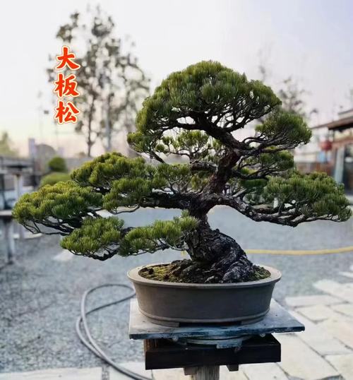 大阪松怎么养(大阪松怎么养才能开花)-第6张图片-花花知道网 大阪松怎么养(大阪松怎么养才能开花)-第6张图片-花花知道网