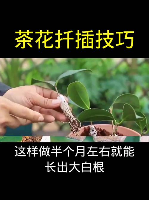 铁茉莉怎么扦插(铁茉莉怎么扦插成活率高)-第3张图片-花花知道网 铁茉莉怎么扦插(铁茉莉怎么扦插成活率高)-第3张图片-花花知道网