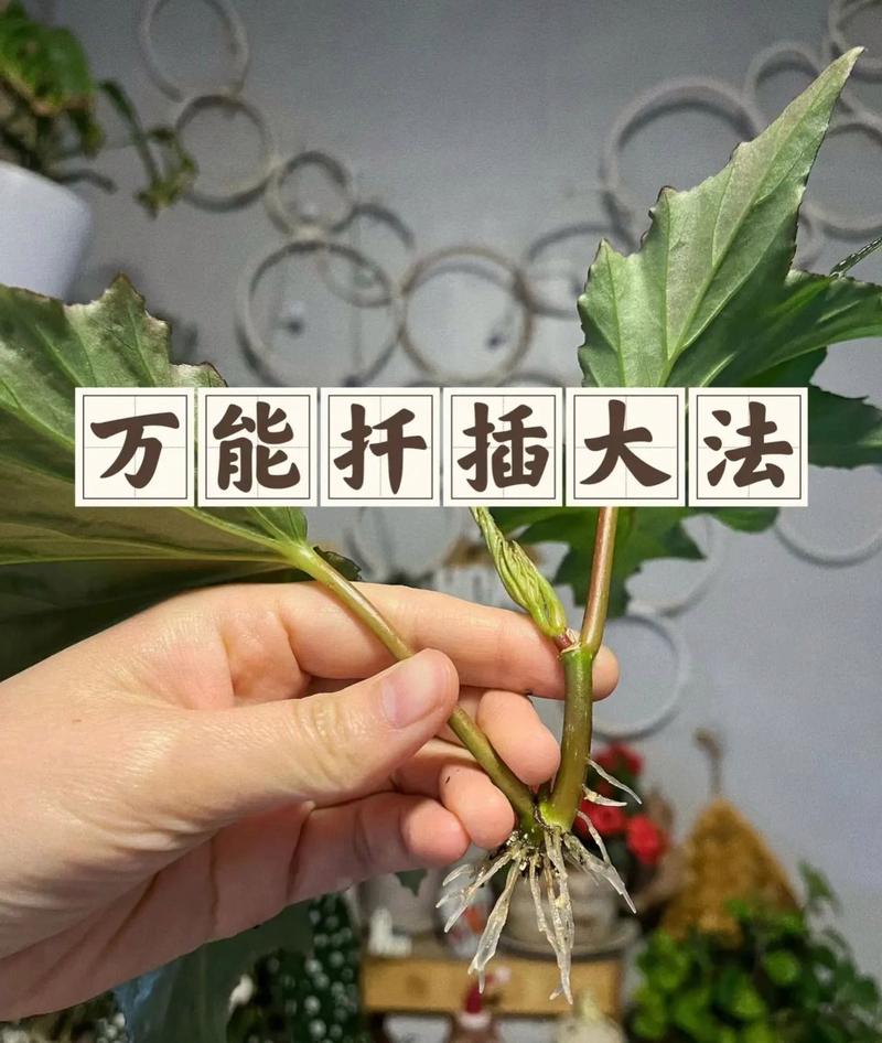 铁茉莉怎么扦插(铁茉莉怎么扦插成活率高)-第4张图片-花花知道网 铁茉莉怎么扦插(铁茉莉怎么扦插成活率高)-第4张图片-花花知道网