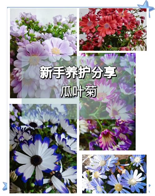 瓜叶菊怎么养才能养好(瓜叶菊怎么养才能更旺盛)-第1张图片-花花知道网 瓜叶菊怎么养才能养好(瓜叶菊怎么养才能更旺盛)-第1张图片-花花知道网