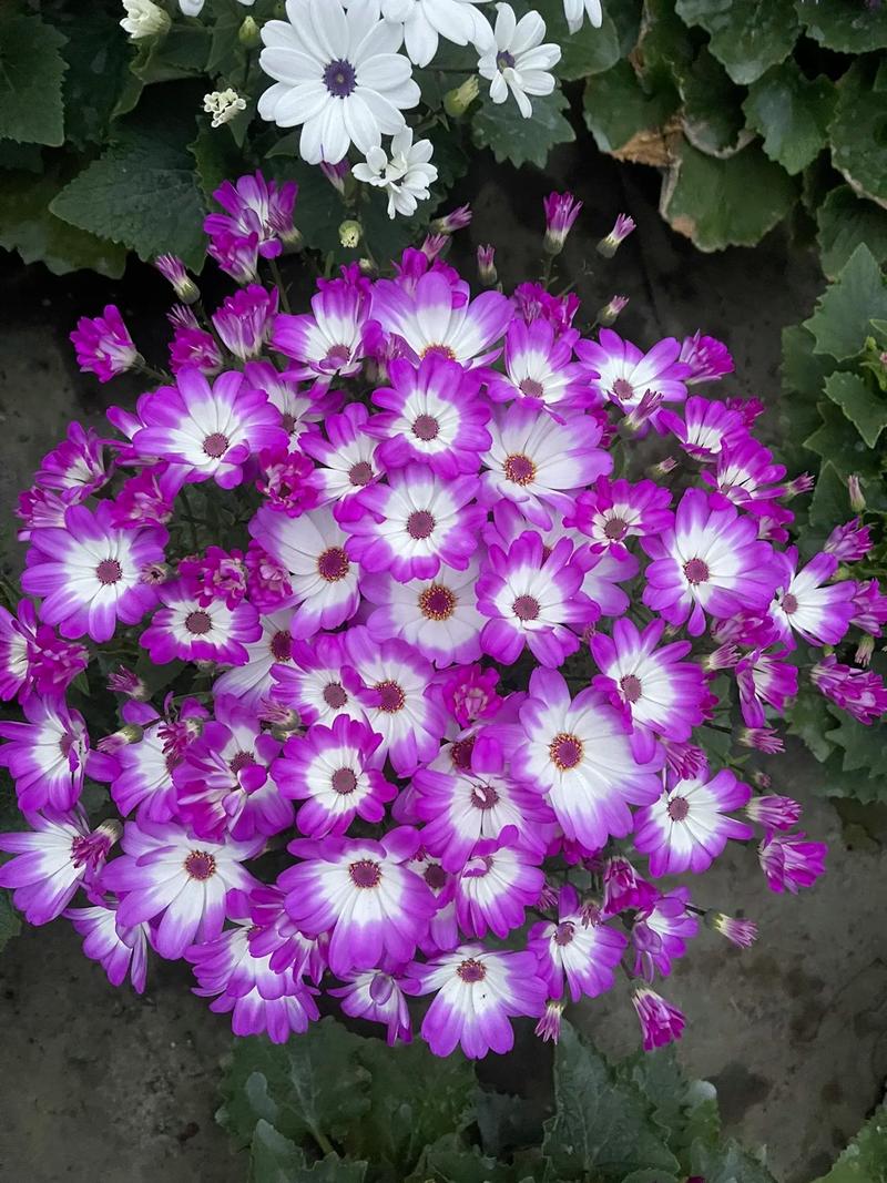 瓜叶菊怎么养才能养好(瓜叶菊怎么养才能更旺盛)-第3张图片-花花知道网 瓜叶菊怎么养才能养好(瓜叶菊怎么养才能更旺盛)-第3张图片-花花知道网