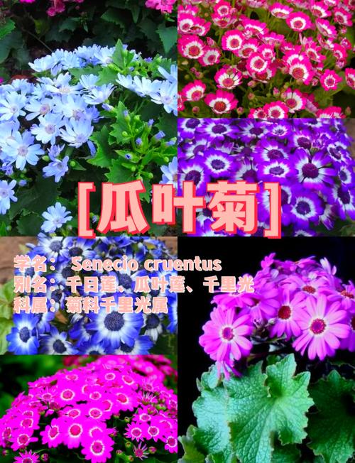 瓜叶菊怎么养才能养好(瓜叶菊怎么养才能更旺盛)-第6张图片-花花知道网 瓜叶菊怎么养才能养好(瓜叶菊怎么养才能更旺盛)-第6张图片-花花知道网