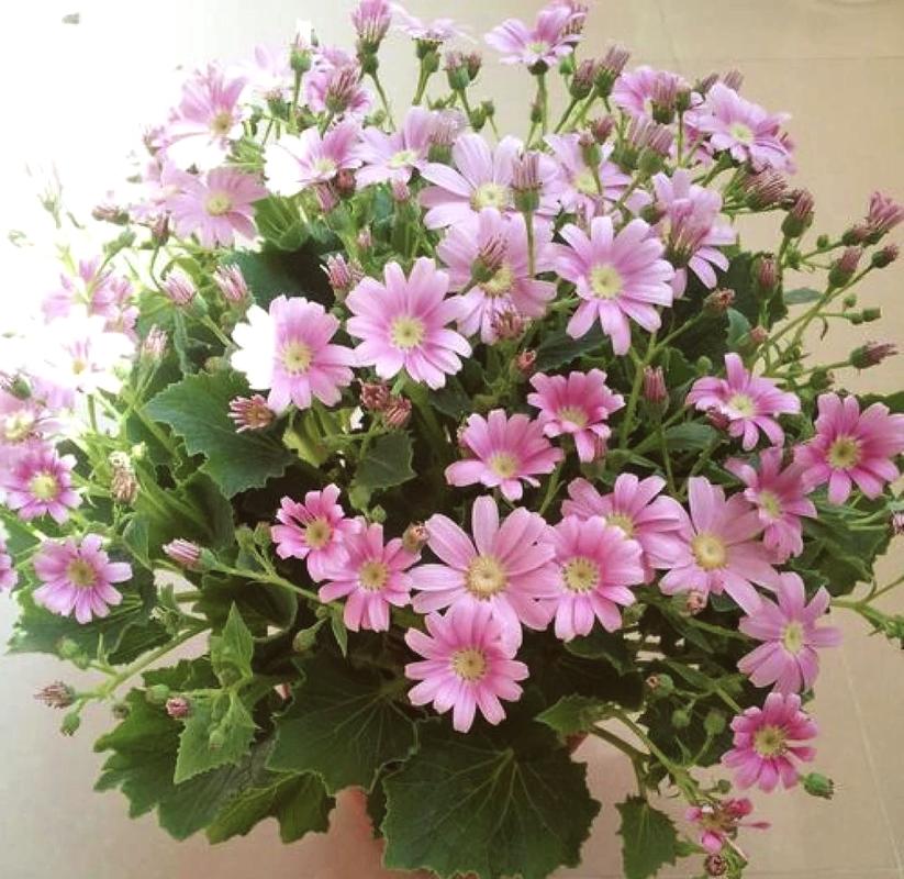 瓜叶菊怎么养才能养好(瓜叶菊怎么养才能更旺盛)-第7张图片-花花知道网 瓜叶菊怎么养才能养好(瓜叶菊怎么养才能更旺盛)-第7张图片-花花知道网
