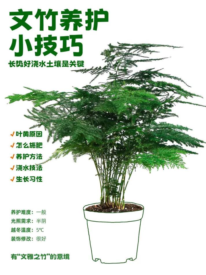 文竹怎么爆盆(文竹怎样养出芽快)-第1张图片-花花知道网 文竹怎么爆盆(文竹怎样养出芽快)-第1张图片-花花知道网