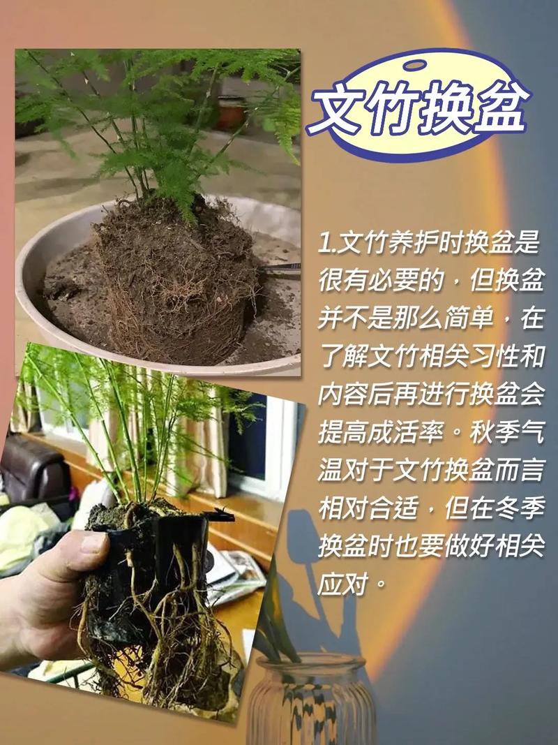 文竹怎么爆盆(文竹怎样养出芽快)-第2张图片-花花知道网 文竹怎么爆盆(文竹怎样养出芽快)-第2张图片-花花知道网