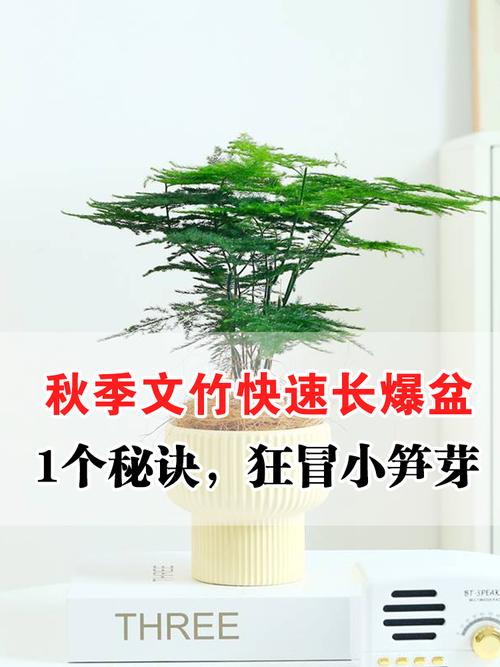 文竹怎么爆盆(文竹怎样养出芽快)-第3张图片-花花知道网 文竹怎么爆盆(文竹怎样养出芽快)-第3张图片-花花知道网