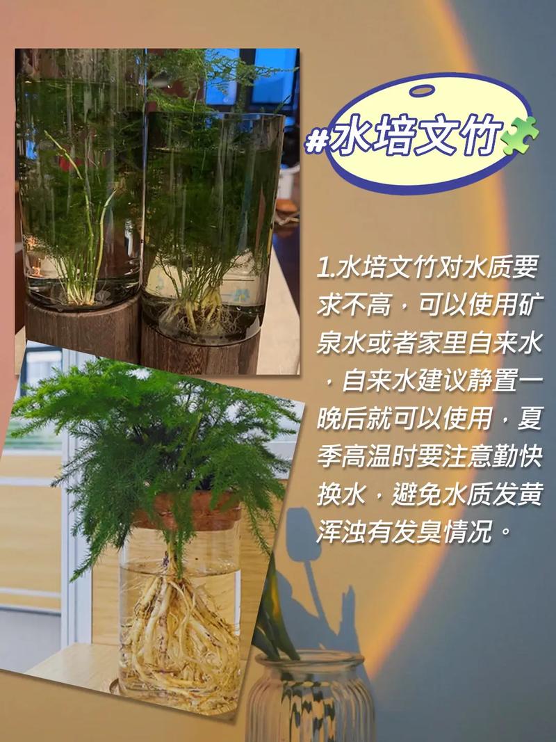 文竹怎么爆盆(文竹怎样养出芽快)-第5张图片-花花知道网 文竹怎么爆盆(文竹怎样养出芽快)-第5张图片-花花知道网
