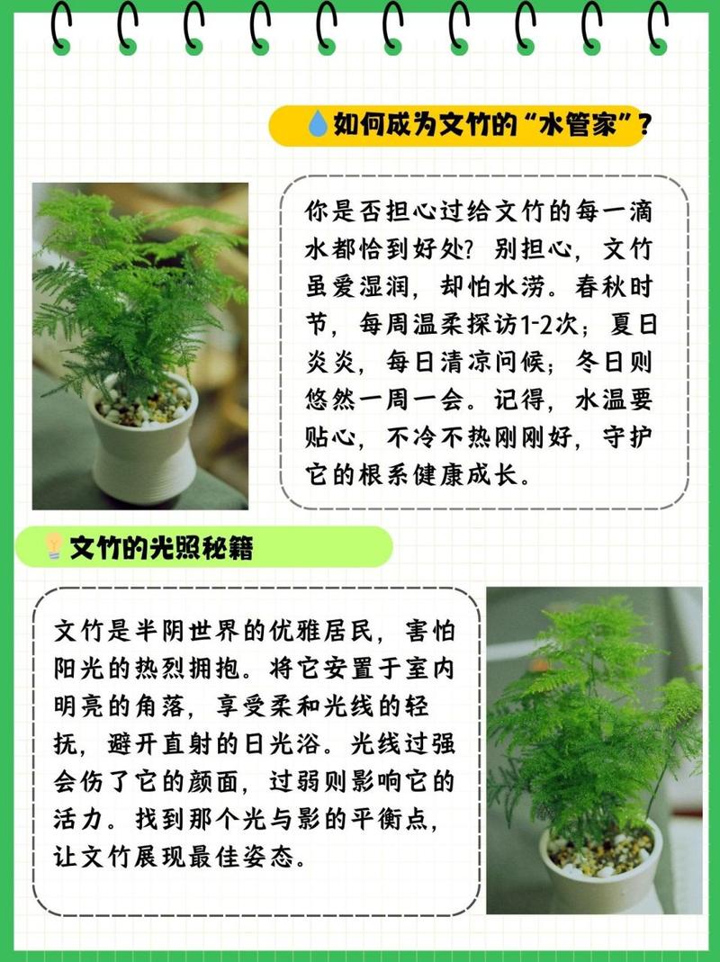 文竹怎么爆盆(文竹怎样养出芽快)-第6张图片-花花知道网 文竹怎么爆盆(文竹怎样养出芽快)-第6张图片-花花知道网