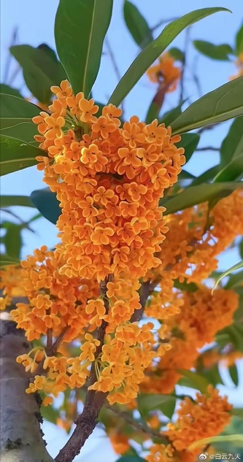 剪夏罗怎么养(夏剪的方法)-第3张图片-花花知道网 剪夏罗怎么养(夏剪的方法)-第3张图片-花花知道网