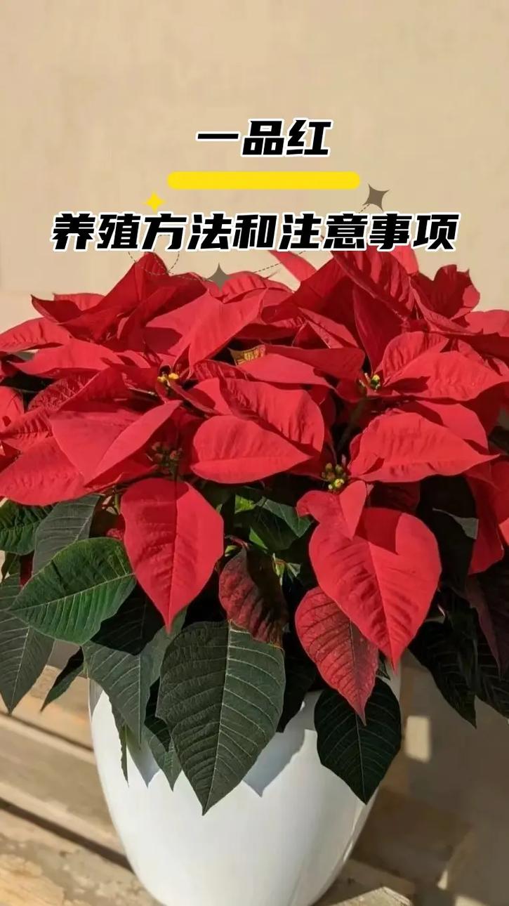 一品红怎么养(一品红怎么养才能更旺盛)-第1张图片-花花知道网 一品红怎么养(一品红怎么养才能更旺盛)-第1张图片-花花知道网