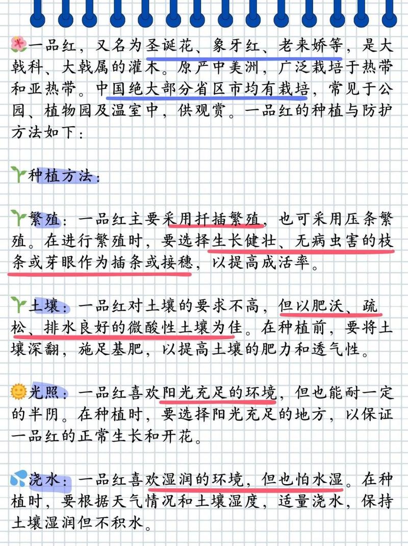 一品红怎么养(一品红怎么养才能更旺盛)-第3张图片-花花知道网 一品红怎么养(一品红怎么养才能更旺盛)-第3张图片-花花知道网