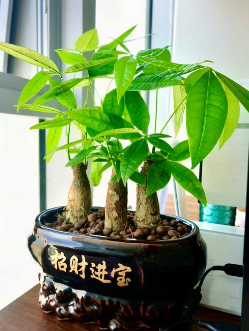 发财树怎么分盆(发财树怎么分盆比较好)-第3张图片-花花知道网 发财树怎么分盆(发财树怎么分盆比较好)-第3张图片-花花知道网