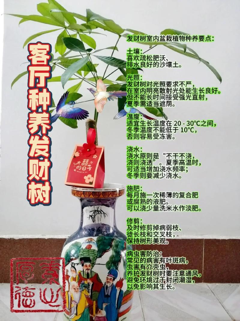 发财树怎么分盆(发财树怎么分盆比较好)-第5张图片-花花知道网 发财树怎么分盆(发财树怎么分盆比较好)-第5张图片-花花知道网