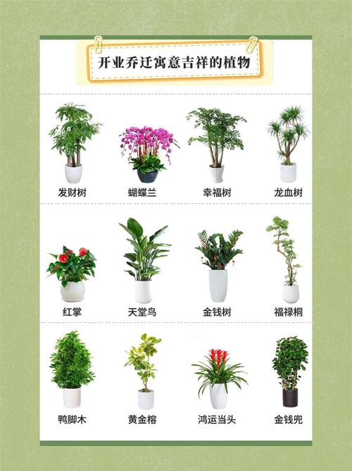 发财树怎么分盆(发财树怎么分盆比较好)-第6张图片-花花知道网 发财树怎么分盆(发财树怎么分盆比较好)-第6张图片-花花知道网