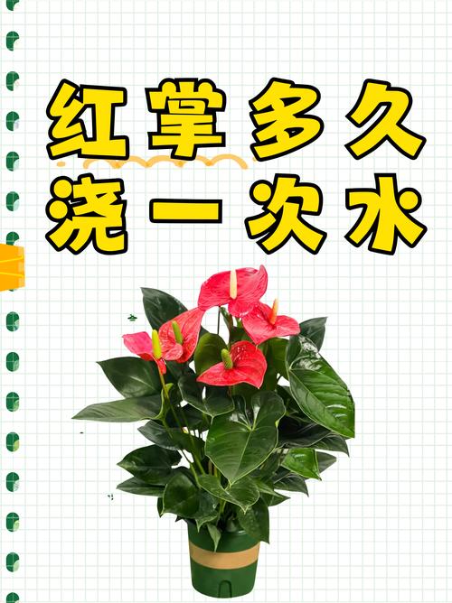 红掌可以用淘米水浇吗(红掌可以用水喷叶吗)-第1张图片-花花知道网 红掌可以用淘米水浇吗(红掌可以用水喷叶吗)-第1张图片-花花知道网