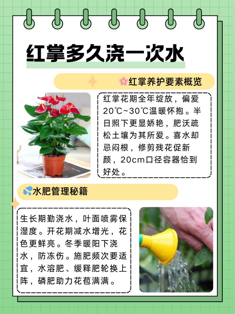 红掌可以用淘米水浇吗(红掌可以用水喷叶吗)-第4张图片-花花知道网 红掌可以用淘米水浇吗(红掌可以用水喷叶吗)-第4张图片-花花知道网