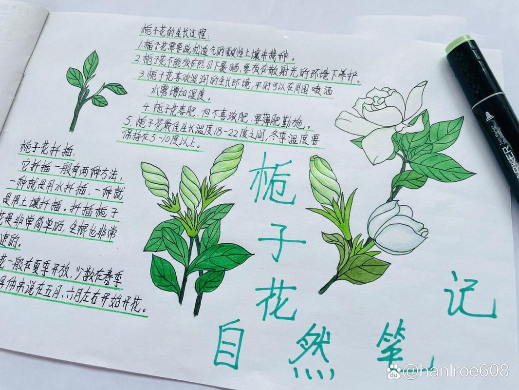 栀子花开败后怎么处理(栀子花花开败后怎么修剪)-第2张图片-花花知道网 栀子花开败后怎么处理(栀子花花开败后怎么修剪)-第2张图片-花花知道网