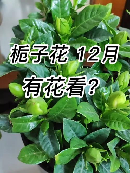 栀子花开败后怎么处理(栀子花花开败后怎么修剪)-第3张图片-花花知道网 栀子花开败后怎么处理(栀子花花开败后怎么修剪)-第3张图片-花花知道网