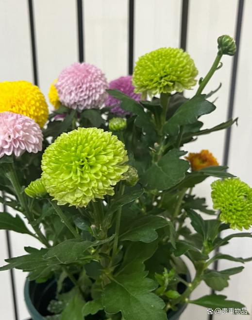 乒乓菊开过怎么处理(乒乓菊开花了要剪掉吗)-第4张图片-花花知道网 乒乓菊开过怎么处理(乒乓菊开花了要剪掉吗)-第4张图片-花花知道网