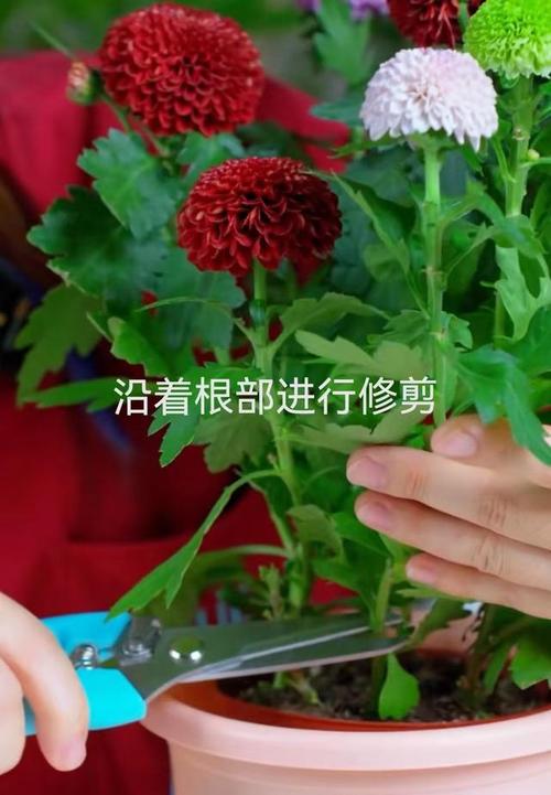 乒乓菊开过怎么处理(乒乓菊开花了要剪掉吗)-第5张图片-花花知道网 乒乓菊开过怎么处理(乒乓菊开花了要剪掉吗)-第5张图片-花花知道网