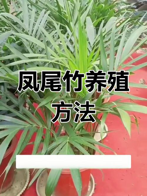 凤尾竹怎么修剪(凤尾竹怎么修剪视频)-第1张图片-花花知道网 凤尾竹怎么修剪(凤尾竹怎么修剪视频)-第1张图片-花花知道网
