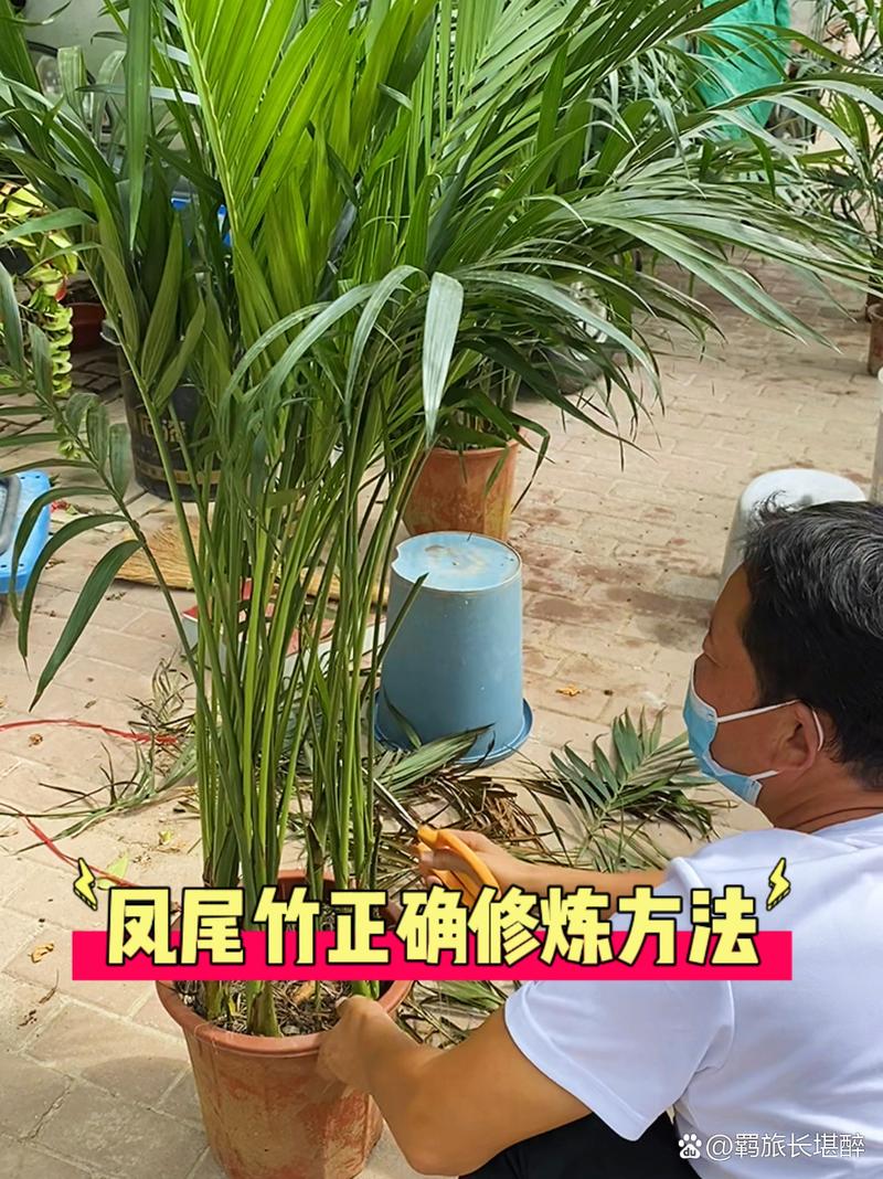 凤尾竹怎么修剪(凤尾竹怎么修剪视频)-第6张图片-花花知道网 凤尾竹怎么修剪(凤尾竹怎么修剪视频)-第6张图片-花花知道网