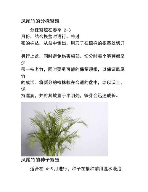 凤尾竹怎么修剪(凤尾竹怎么修剪视频)-第8张图片-花花知道网 凤尾竹怎么修剪(凤尾竹怎么修剪视频)-第8张图片-花花知道网