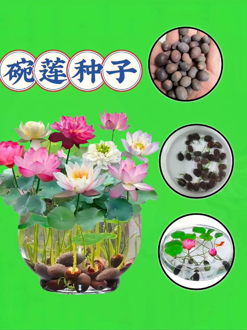 荷花开花后怎么办(荷花开过之后还会开花吗)-第2张图片-花花知道网 荷花开花后怎么办(荷花开过之后还会开花吗)-第2张图片-花花知道网