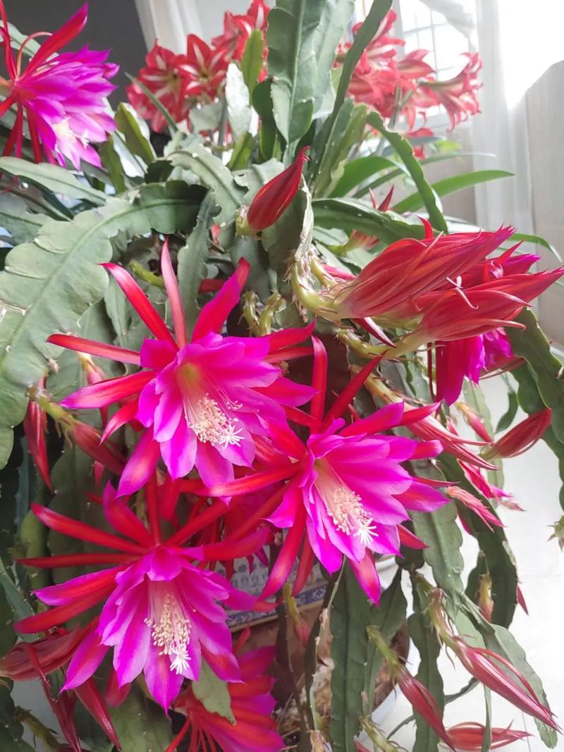 荷花开花后怎么办(荷花开过之后还会开花吗)-第3张图片-花花知道网 荷花开花后怎么办(荷花开过之后还会开花吗)-第3张图片-花花知道网