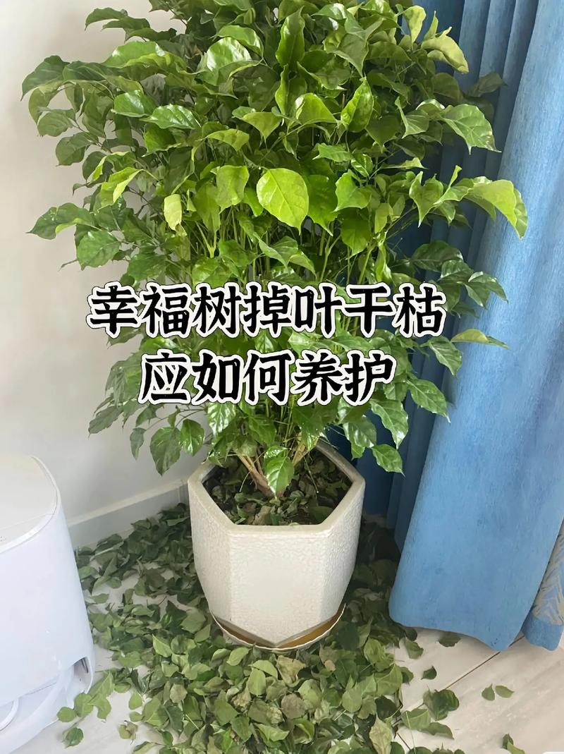 幸福树为什么不发新芽(幸福树不发新芽怎么办)-第1张图片-花花知道网 幸福树为什么不发新芽(幸福树不发新芽怎么办)-第1张图片-花花知道网