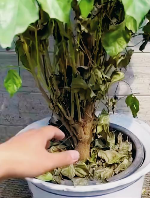 幸福树为什么不发新芽(幸福树不发新芽怎么办)-第3张图片-花花知道网 幸福树为什么不发新芽(幸福树不发新芽怎么办)-第3张图片-花花知道网
