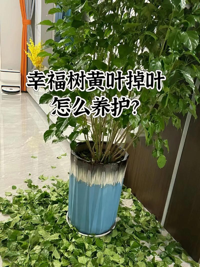 幸福树为什么不发新芽(幸福树不发新芽怎么办)-第5张图片-花花知道网 幸福树为什么不发新芽(幸福树不发新芽怎么办)-第5张图片-花花知道网