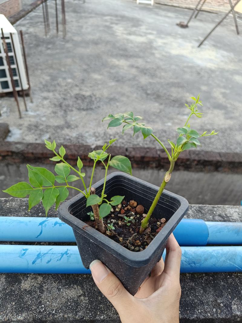 幸福树为什么不发新芽(幸福树不发新芽怎么办)-第6张图片-花花知道网 幸福树为什么不发新芽(幸福树不发新芽怎么办)-第6张图片-花花知道网