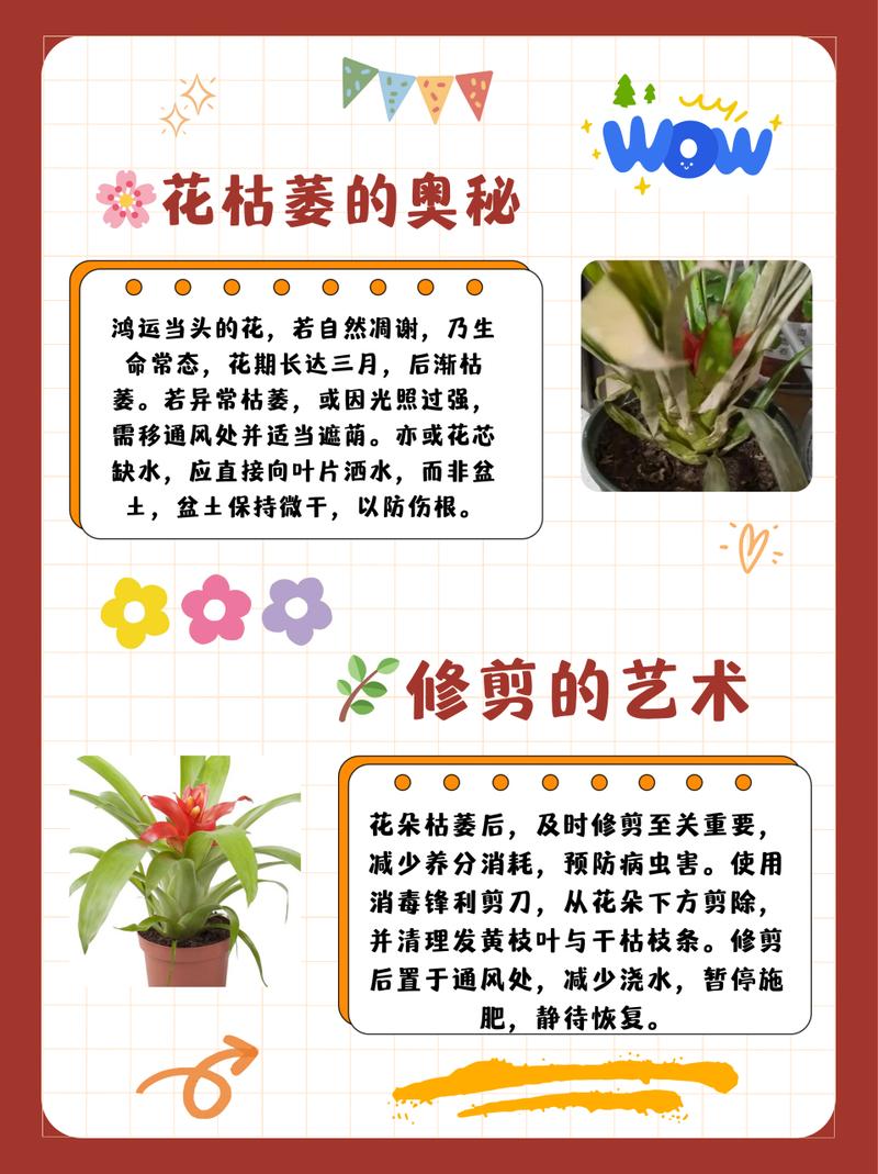鸿运当头花谢了之后怎么办(鸿运当头花谢了是什么样子)-第1张图片-花花知道网 鸿运当头花谢了之后怎么办(鸿运当头花谢了是什么样子)-第1张图片-花花知道网