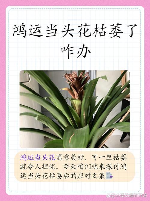 鸿运当头花谢了之后怎么办(鸿运当头花谢了是什么样子)-第3张图片-花花知道网 鸿运当头花谢了之后怎么办(鸿运当头花谢了是什么样子)-第3张图片-花花知道网