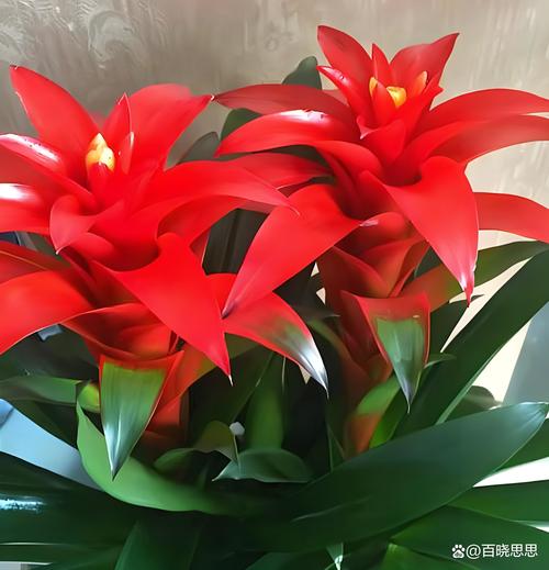 鸿运当头花谢了之后怎么办(鸿运当头花谢了是什么样子)-第4张图片-花花知道网 鸿运当头花谢了之后怎么办(鸿运当头花谢了是什么样子)-第4张图片-花花知道网