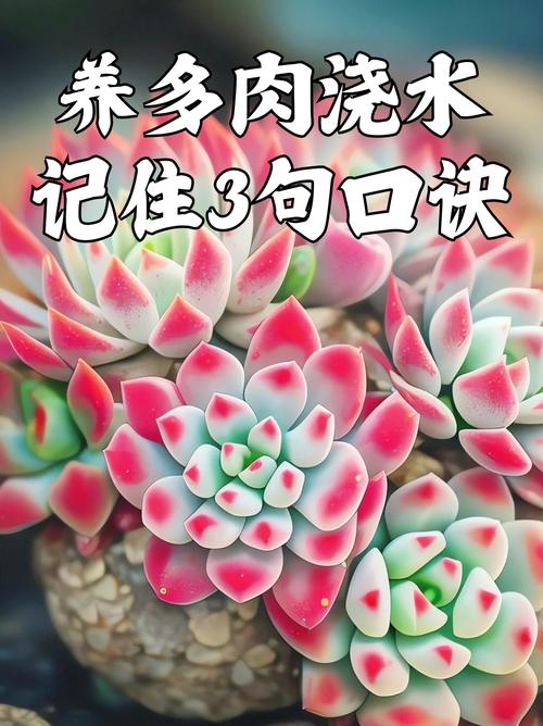 多肉植物花乃井怎么养(花乃锦 多肉)-第4张图片-花花知道网 多肉植物花乃井怎么养(花乃锦 多肉)-第4张图片-花花知道网