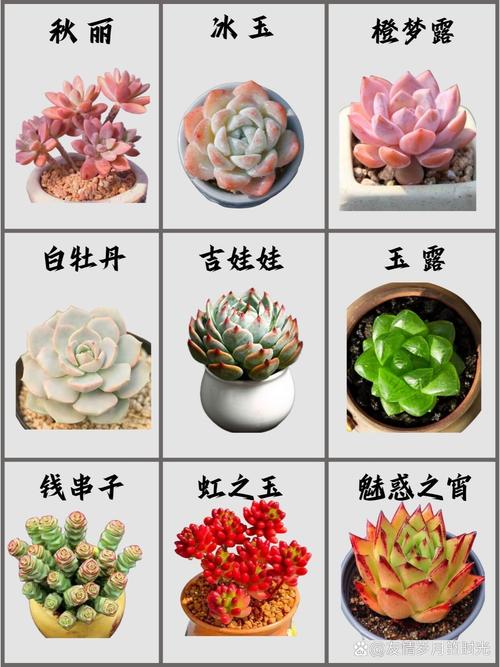多肉植物花乃井怎么养(花乃锦 多肉)-第7张图片-花花知道网 多肉植物花乃井怎么养(花乃锦 多肉)-第7张图片-花花知道网