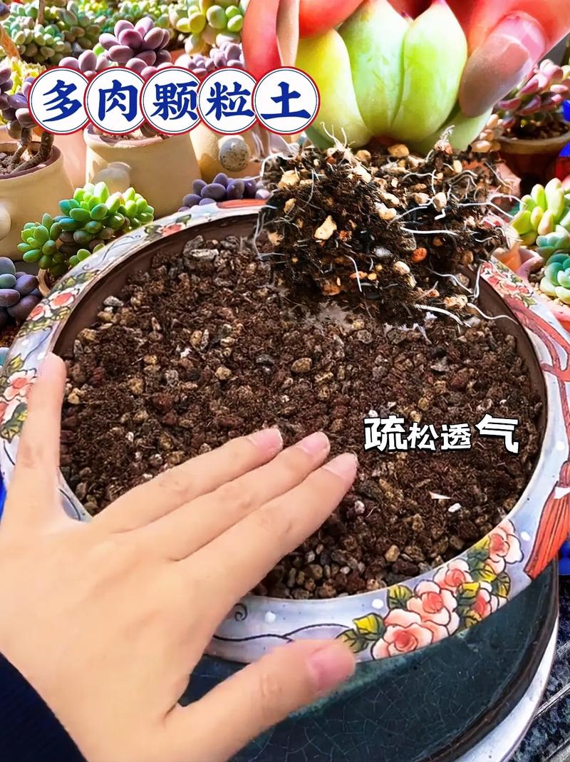 家庭自制多肉肥料方法(自制多肉植物肥料)-第2张图片-花花知道网 家庭自制多肉肥料方法(自制多肉植物肥料)-第2张图片-花花知道网