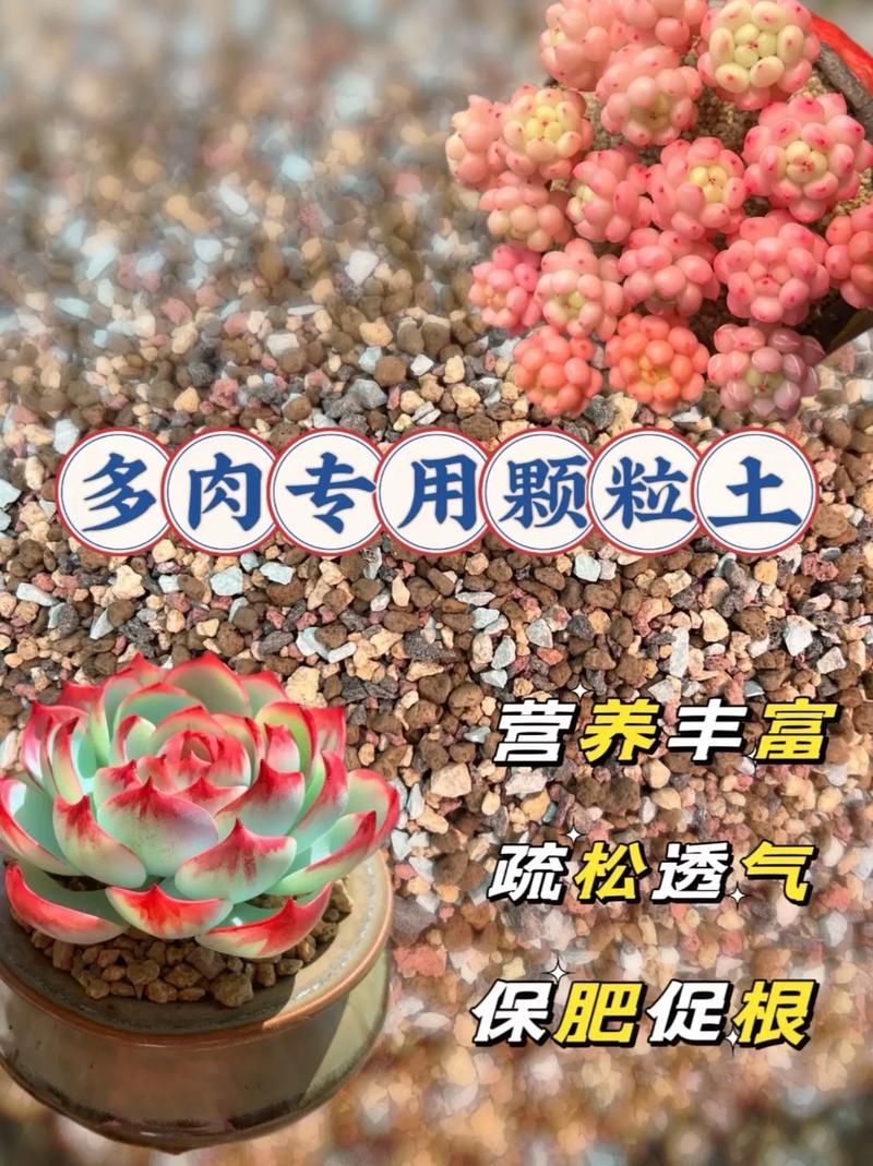家庭自制多肉肥料方法(自制多肉植物肥料)-第4张图片-花花知道网 家庭自制多肉肥料方法(自制多肉植物肥料)-第4张图片-花花知道网