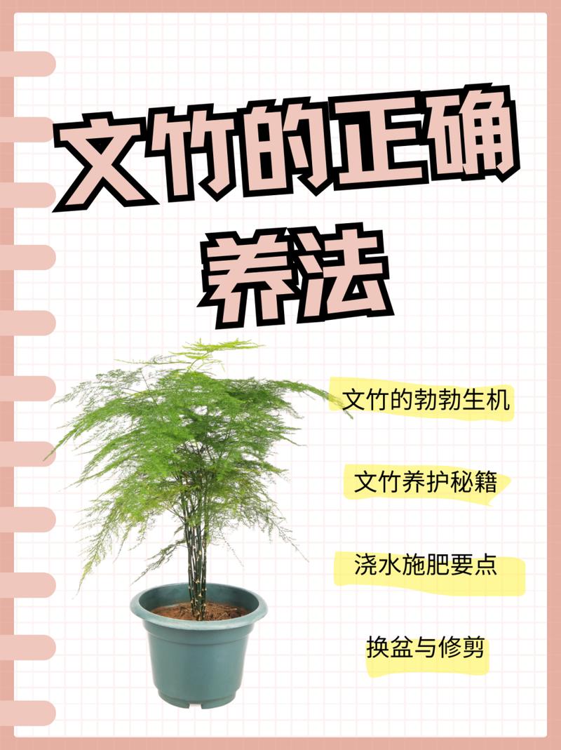 文竹怎么养才能抽新芽(文竹怎么快速抽芽)-第3张图片-花花知道网 文竹怎么养才能抽新芽(文竹怎么快速抽芽)-第3张图片-花花知道网