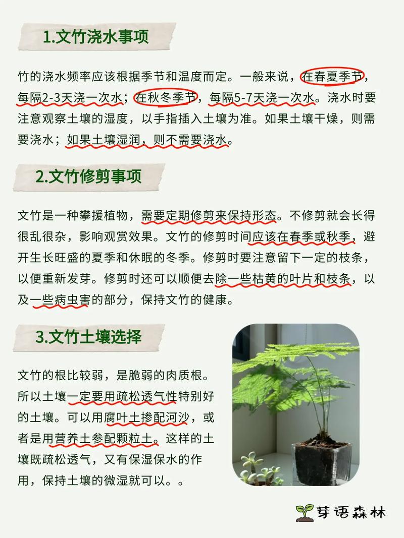 文竹怎么养才能抽新芽(文竹怎么快速抽芽)-第4张图片-花花知道网 文竹怎么养才能抽新芽(文竹怎么快速抽芽)-第4张图片-花花知道网