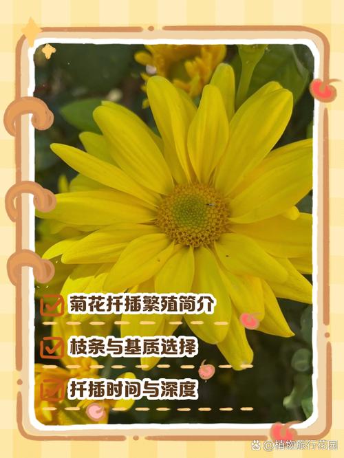 瓜叶菊怎么扦插(瓜叶菊怎么扦插繁殖)-第3张图片-花花知道网 瓜叶菊怎么扦插(瓜叶菊怎么扦插繁殖)-第3张图片-花花知道网