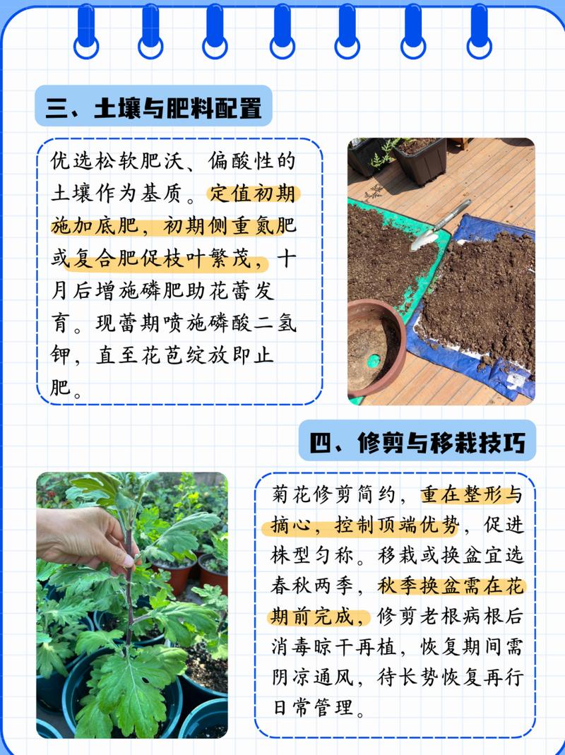 瓜叶菊怎么扦插(瓜叶菊怎么扦插繁殖)-第4张图片-花花知道网 瓜叶菊怎么扦插(瓜叶菊怎么扦插繁殖)-第4张图片-花花知道网