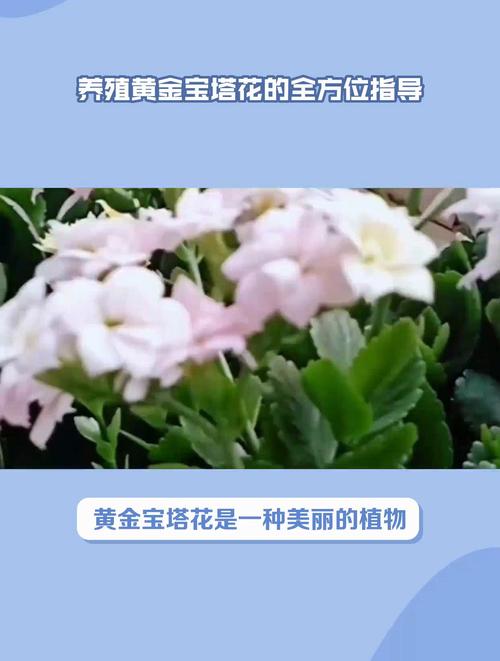 盆栽黄金宝塔花怎么养(黄金宝塔花花期多长)-第3张图片-花花知道网 盆栽黄金宝塔花怎么养(黄金宝塔花花期多长)-第3张图片-花花知道网
