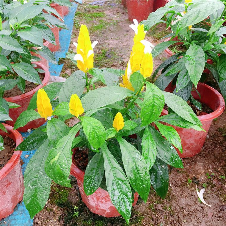 盆栽黄金宝塔花怎么养(黄金宝塔花花期多长)-第6张图片-花花知道网 盆栽黄金宝塔花怎么养(黄金宝塔花花期多长)-第6张图片-花花知道网