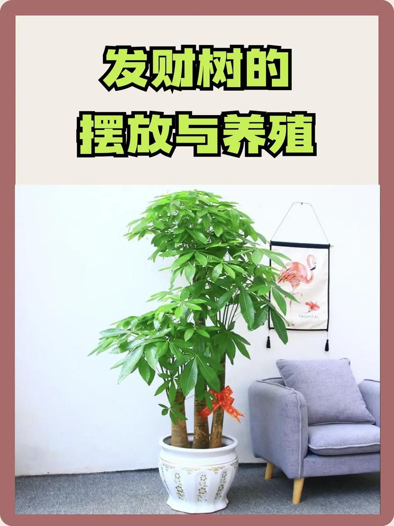 发财树怎么养才长得好（发财树怎么养才长得好看）-第1张图片-花花知道网